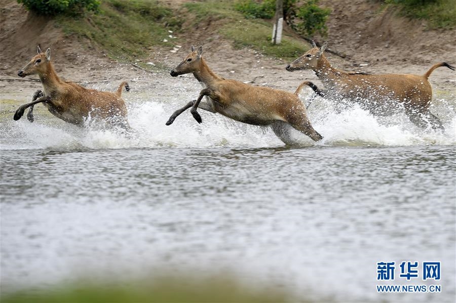 （环境）（4）江苏大丰麋鹿种群数达5681头