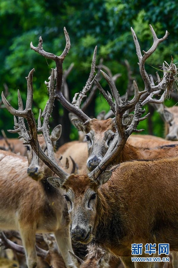 （环境）（8）江苏大丰麋鹿种群数达5681头
