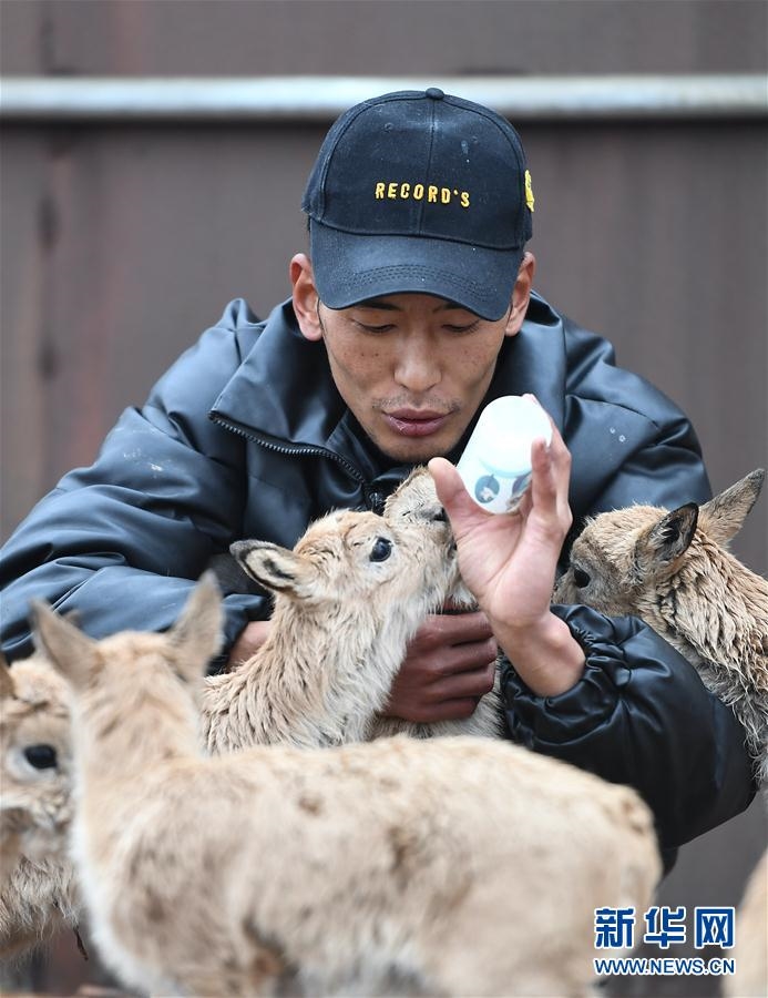 （环境）（1）可可西里11只藏羚羊幼仔得到救助