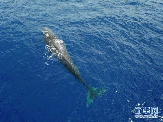 （环境）（6）我国科研人员在南海记录到抹香鲸等11个鲸类物种