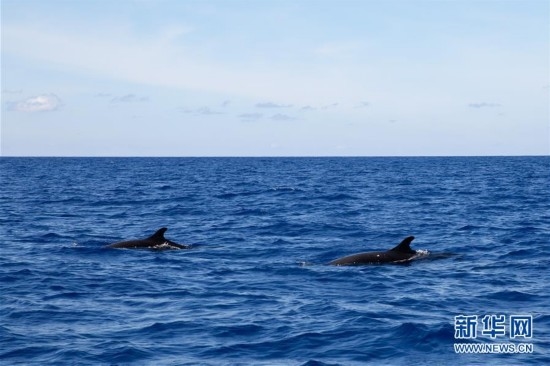 （环境）（8）我国科研人员在南海记录到抹香鲸等11个鲸类物种