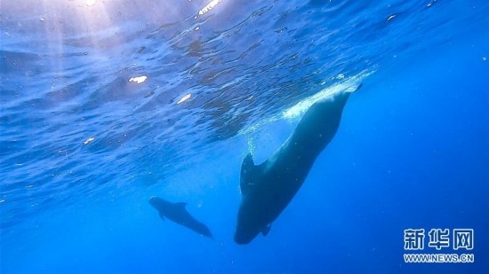 （环境）（9）我国科研人员在南海记录到抹香鲸等11个鲸类物种
